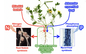 Plant Physiology: Its role and explanation