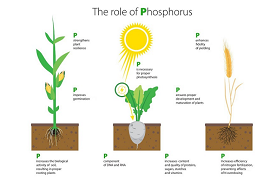Strengthening Plant Roots with Phosphorus and Potassium