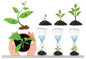 Knowing When to Start Seedlings on Fertilizer and Nutrients