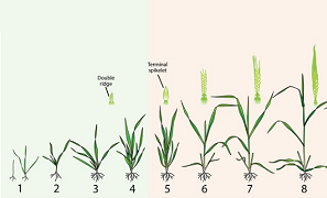 Wheat Growth and Development