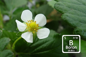 Importance Of Boron In Plant Growth