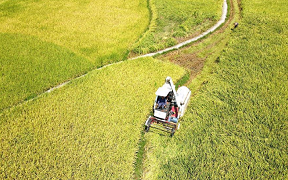Farmers harvest rice in Shuangfeng County, China