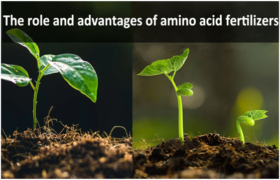The role of amino acids fertilizers in the qualitative and quantitative improvement of agricultural products