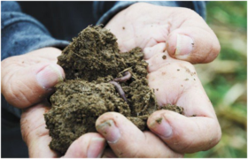 Using humic substances to improve plant growth