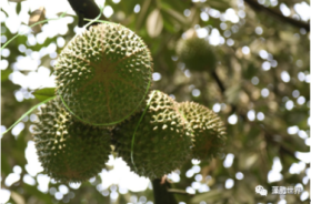 How LEILI’s crop nutrition technology significantly improves durian quality in Malaysia
