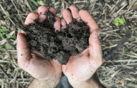 Microbes play leading role in soil carbon capture, study shows