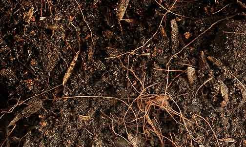what-does-organic-matter-do-in-soil.jpg