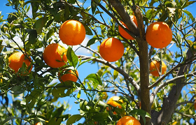 University of Florida: Newest tool to fight citrus diseases may be found in citrus microbiome