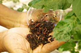 Building resilient indoor farms with earthworms, fungi and beneficial bacteria