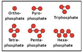 Production of Polyphosphate