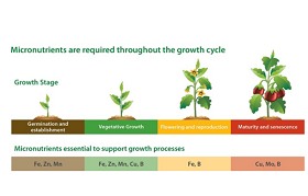 Impact of Spraying Foliar Fertilizer on Crop Productivity