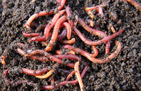 How Do Worms Change Rotten Leaves Into Fertilizer?