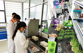 Shandong Jinmai Attend The 2020 Microbial Fertilizer Expert Review Meeting