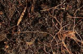 What Does Organic Matter Do In Soil?