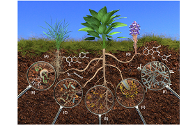 Seaweed Essence Rooting, Root Strengthening and Growth Promoting