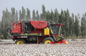 Technology helps Xinjiang cotton break yield record