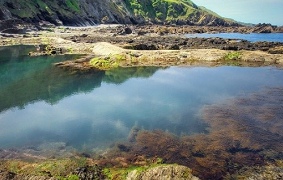 Invasive Seaweed Turned Into Fuel and Fertilizer