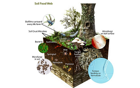 Five Functions of Humic Acid