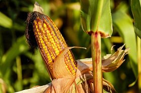 LESS CORN, MORE SOY? FERTILIZER CONCERNS LIKELY TO SWAY 2022 PLANTING INTENTIONS