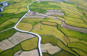 Farmer harvest rice in China