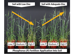 DON’T FORGET ZINC WHEN APPLYING PHOSPHORUS TO YOUR FARM