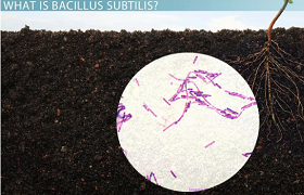 Why should Bacillus subtilis be added to bacterial fertilizer!