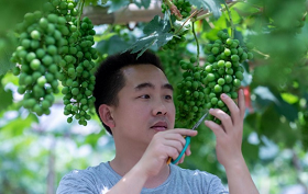 Hometown grape industry becomes profitable
