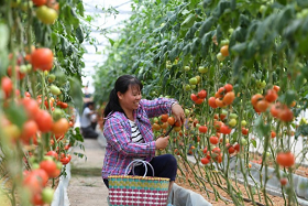 Greenhouses have played a vital role in alleviating poverty in China