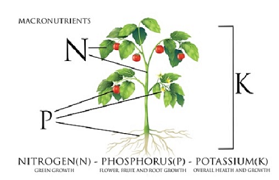 Soil pH Effects Potassium and Phosphorus Fertilizer Availability and Management
