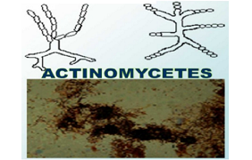 Actinomycetes benefaction role in soil and plant health