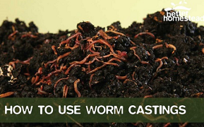 How To Use Worm Castings To Make Your Plants THRIVE