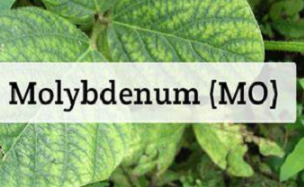 Molybdenum as Agricultural Fertilizer