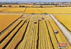 China reaps bumper summer grain harvest in 2020