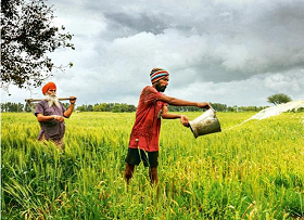 After vigorous monsoon rains, crop planting gathers pace in India