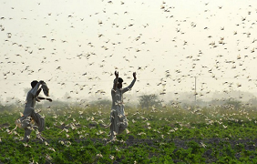 Pakistan plans to use locusts for developing bio-compost