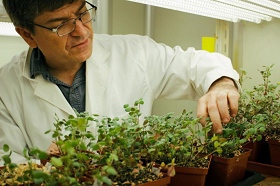 Shanghai researchers make new discovery in legume nitrogen fixation