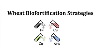 How can nanotechnology be used in wheat biofortification?