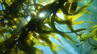 Seaweed Fertilizer: Oceanic Bounty For Plants