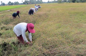 Cambodia - Losses ahead for farmers as fertilizer and pesticide prices continue to rise