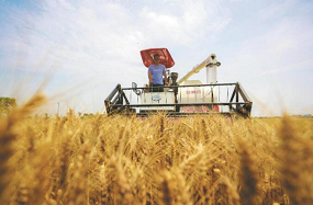 China - New measures to ensure food security, help farmers