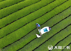 Wuyi, Zhejiang: More than 1,900 tea picking machines to harvest the first spring tea