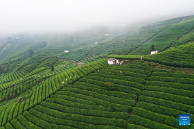 Tea harvesting in Guizhou