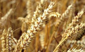 Egyptian researchers develop GM wheat with resistance to salinity and water scarcity