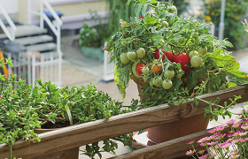 Vegetable planting on balconies goes mainstream amid recent COVID-19 flare-ups in China