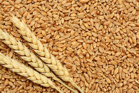 India bans wheat exports as food security comes under threat