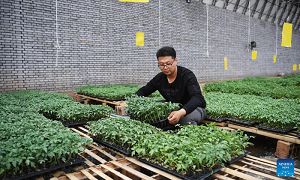 Young Chinese a new force in rural revitalization   