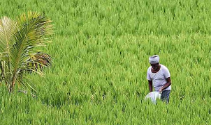 Final summer crop acreage in India at 76.41 lakh hectares