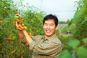 Tomato waste biofertilizer is cheaper and more sustainable than the traditional ones