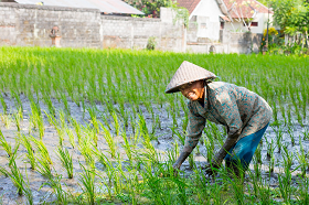 Asia: Rising fertilizer costs are catching up to rice farmers, threatening supplies