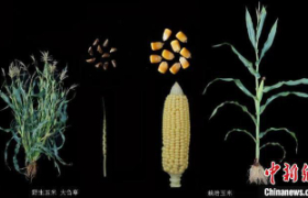 Researchers probe maize protein level